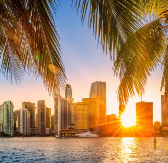 Sunset view of a modern city skyline framed by palm tree leaves over water.