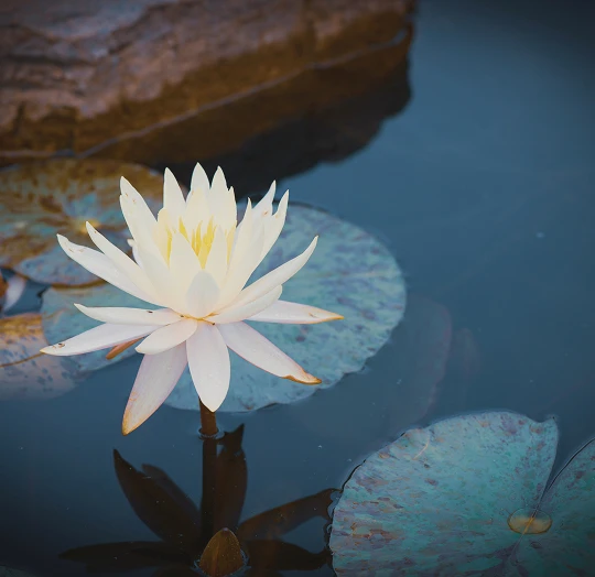 White water lily flower blooming on dark water with surrounding green lily pads.